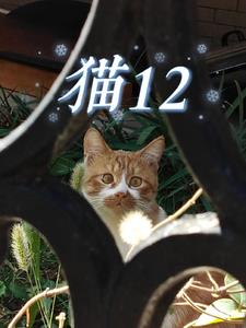 猫12最新更新